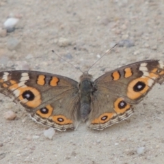 Junonia villida (Meadow Argus) at Paddys River, ACT - 12 Feb 2014 by michaelb