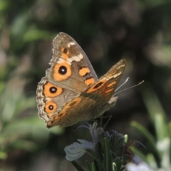 Junonia villida (Meadow Argus) at Pollinator-friendly garden Conder - 7 Feb 2015 by michaelb