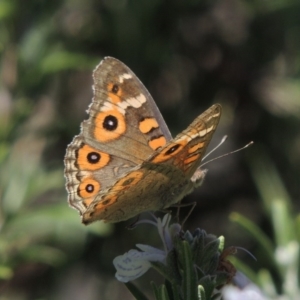 Junonia villida at Conder, ACT - 7 Feb 2015