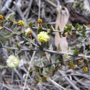 Acacia gunnii at Yass River, NSW - 19 Aug 2017