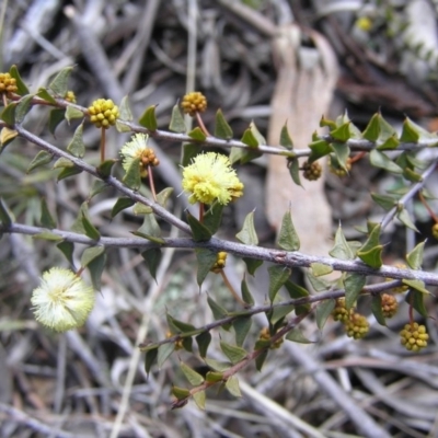 Acacia gunnii (Ploughshare Wattle) at Yass River, NSW - 19 Aug 2017 by SueMcIntyre