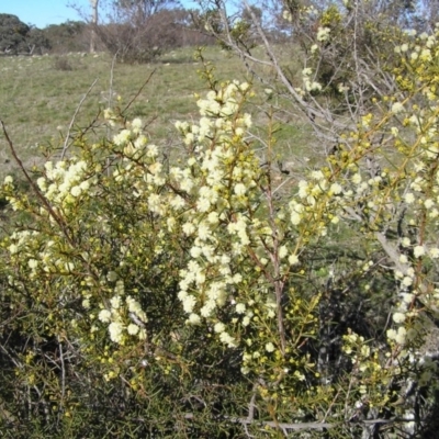 Acacia genistifolia (Early Wattle) at Gang Gang at Yass River - 28 Aug 2005 by SueMcIntyre