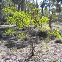 Acacia rubida (Red-stemmed Wattle, Red-leaved Wattle) at Gang Gang at Yass River - 6 Aug 2005 by SueMcIntyre