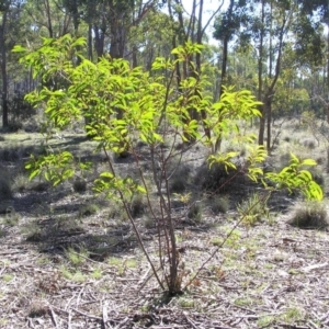 Acacia rubida at Yass River, NSW - 6 Aug 2005