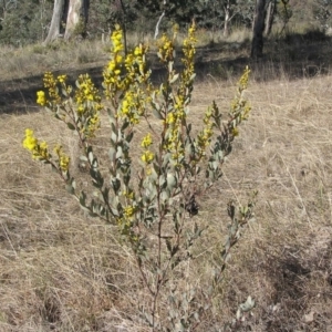 Acacia buxifolia subsp. buxifolia at Yass River, NSW - 19 Aug 2017