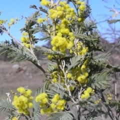 Acacia dealbata (Silver Wattle) at Yass River, NSW - 28 Aug 2005 by SueMcIntyre