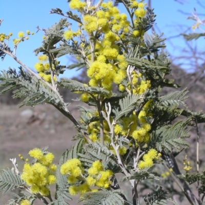 Acacia dealbata (Silver Wattle) at Gang Gang at Yass River - 28 Aug 2005 by SueMcIntyre