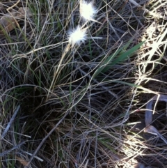 Rytidosperma (genus) (Wallaby Grass) at Garran, ACT - 19 Aug 2017 by ruthkerruish