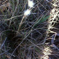 Rytidosperma sp. (Wallaby Grass) at Hughes Garran Woodland - 18 Aug 2017 by ruthkerruish