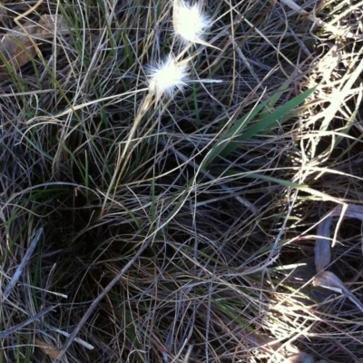 Rytidosperma sp. (Wallaby Grass) at Red Hill to Yarralumla Creek - 18 Aug 2017 by ruthkerruish