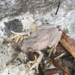 Litoria peronii at Watson, ACT - 20 Aug 2017