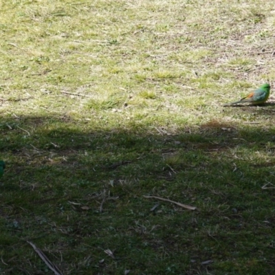 Psephotus haematonotus (Red-rumped Parrot) at Yerrabi Pond - 19 Aug 2017 by ClubFED