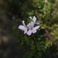 Westringia eremicola (Slender Western Rosemary) at Yerrabi Pond - 19 Aug 2017 by ClubFED