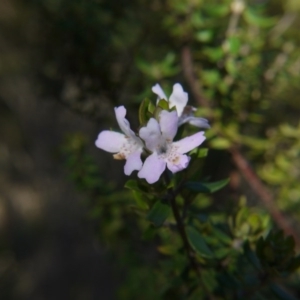 Westringia eremicola at Gungahlin, ACT - 19 Aug 2017