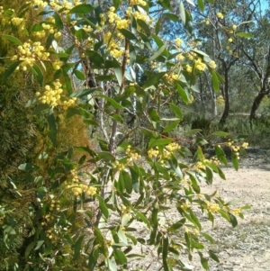 Acacia pycnantha at Farrer, ACT - 20 Aug 2017 01:45 PM