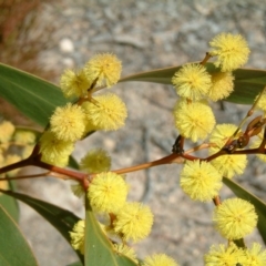 Acacia pycnantha at Farrer, ACT - 20 Aug 2017 01:45 PM