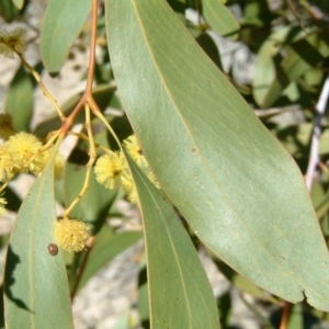 Acacia pycnantha at Farrer, ACT - 20 Aug 2017 01:45 PM