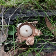 Geastrum sp. (genus) (An earthstar) at Forde, ACT - 20 Aug 2017 by JasonC