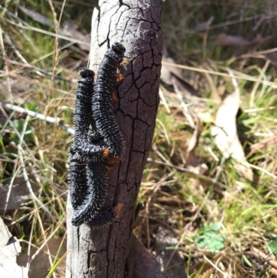 Perga sp. (genus) (Sawfly or Spitfire) at Mulligans Flat - 20 Aug 2017 by JasonC