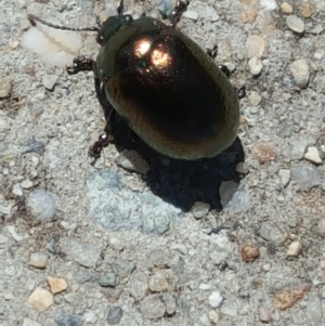 Chrysolina quadrigemina at O'Malley, ACT - 19 Aug 2017 11:57 AM