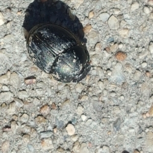 Onthophagus sp. (genus) at O'Malley, ACT - 19 Aug 2017