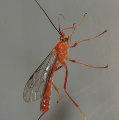 Netelia sp. (genus) (An Ichneumon wasp) at Pollinator-friendly garden Conder - 9 Mar 2015 by michaelb