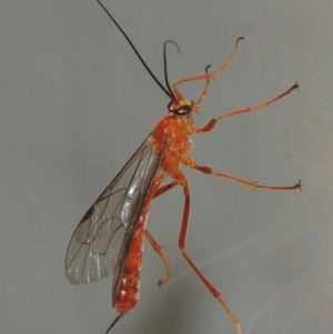 Netelia sp. (genus) at Conder, ACT - 9 Mar 2015