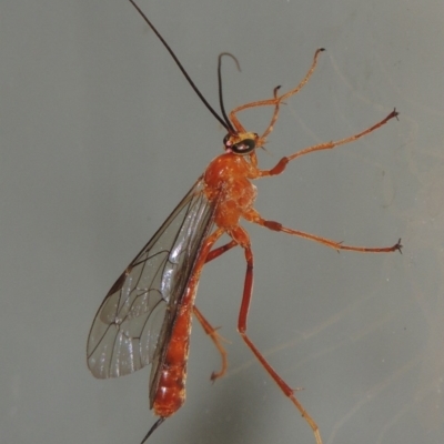 Netelia sp. (genus) (An Ichneumon wasp) at Conder, ACT - 9 Mar 2015 by michaelb