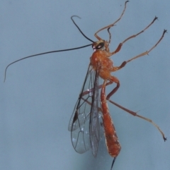 Netelia sp. (genus) at Conder, ACT - 9 Mar 2015