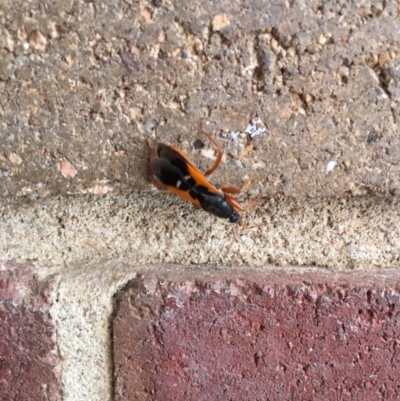 Ectomocoris ornatus (A ground assassin bug) at Chisholm, ACT - 30 Jan 2017 by CCS