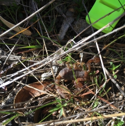 Urodacus manicatus (Black Rock Scorpion) at Chisholm, ACT - 18 Aug 2017 by CCS