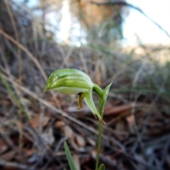 Bunochilus umbrinus (ACT) = Pterostylis umbrina (NSW) (Broad-sepaled Leafy Greenhood) by CathB