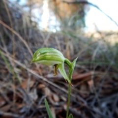 Bunochilus umbrinus (ACT) = Pterostylis umbrina (NSW) (Broad-sepaled Leafy Greenhood) at Aranda, ACT by CathB