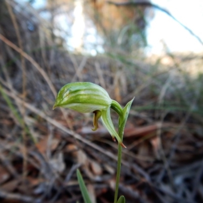 Bunochilus umbrinus (ACT) = Pterostylis umbrina (NSW) (Broad-sepaled Leafy Greenhood) at Aranda, ACT by CathB