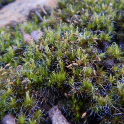 Campylopus (A moss) at Belconnen, ACT - 19 Aug 2017 by CathB