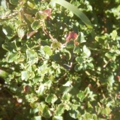 Einadia hastata (Berry Saltbush) at ANBG South Annex - 19 Aug 2017 by MichaelMulvaney