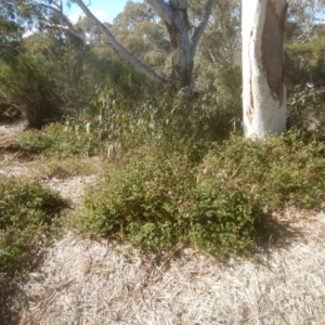 Einadia hastata at Acton, ACT - 19 Aug 2017 01:48 PM