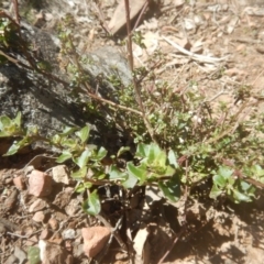 Einadia hastata (Berry Saltbush) at Acton, ACT - 18 Aug 2017 by MichaelMulvaney