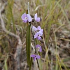 Hovea heterophylla (Common Hovea) at Mount Painter - 21 Aug 2017 by CathB