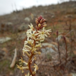 Stackhousia monogyna at Belconnen, ACT - 21 Aug 2017