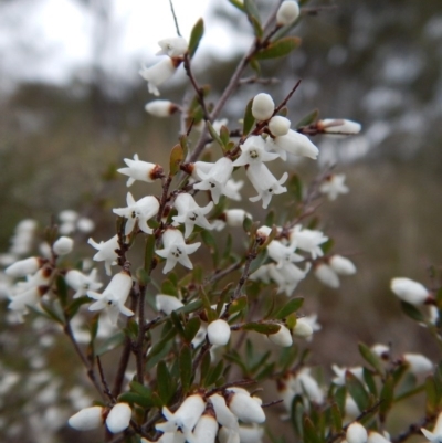 Cryptandra amara (Bitter Cryptandra) at Belconnen, ACT - 21 Aug 2017 by CathB