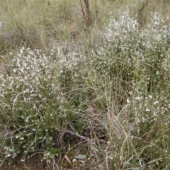 Cryptandra amara at Belconnen, ACT - 21 Aug 2017 02:24 PM