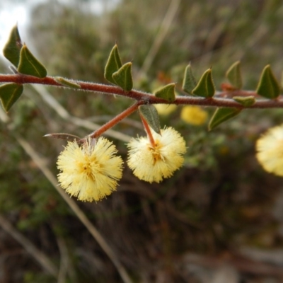 Acacia gunnii (Ploughshare Wattle) at Mount Painter - 21 Aug 2017 by CathB