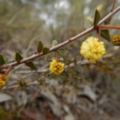 Acacia gunnii at Belconnen, ACT - 21 Aug 2017