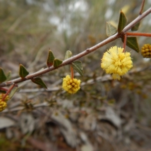 Acacia gunnii at Belconnen, ACT - 21 Aug 2017