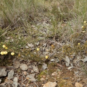 Acacia gunnii at Belconnen, ACT - 21 Aug 2017