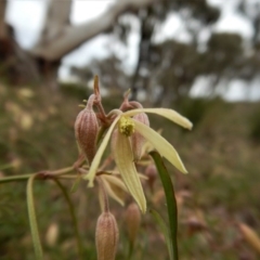Clematis leptophylla (Small-leaf Clematis, Old Man's Beard) at Cook, ACT - 21 Aug 2017 by CathB