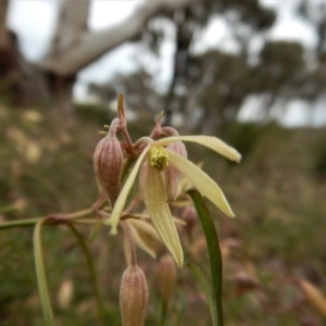 Clematis leptophylla at Cook, ACT - 21 Aug 2017 03:10 PM