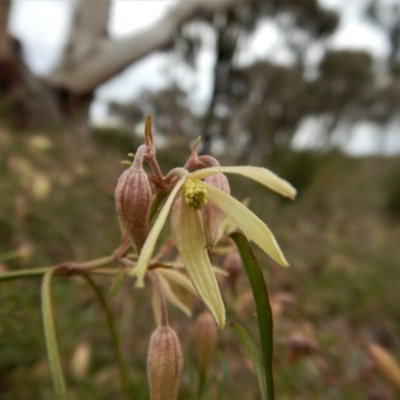 Clematis leptophylla (Small-leaf Clematis, Old Man's Beard) at Mount Painter - 21 Aug 2017 by CathB