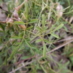 Clematis leptophylla at Cook, ACT - 21 Aug 2017